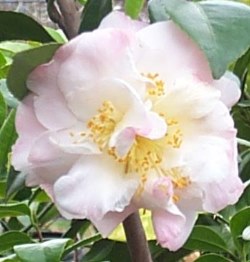 Nina Avery Camellia, Camellia japonica 'Nina Avery'